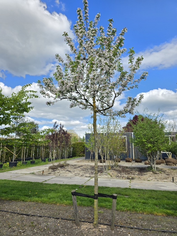 Rode sierappel met witte bloesem