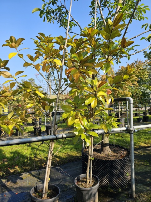 Magnolia grandiflora 24 Below