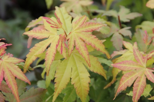 Acer palmatum 'Aureum'