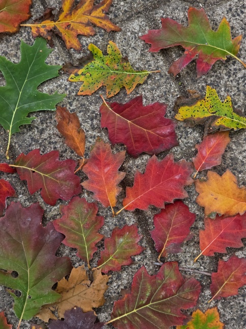 Quercus rubra herfstverkleuring