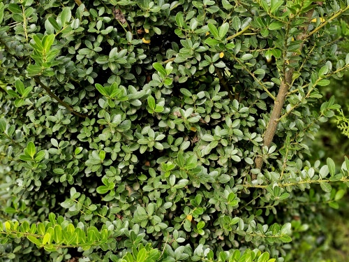 Ilex crenata 'Green Hedge'