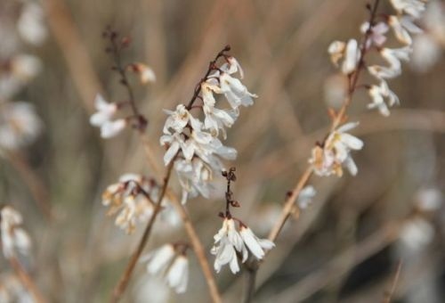 Abeliophyllum distichum