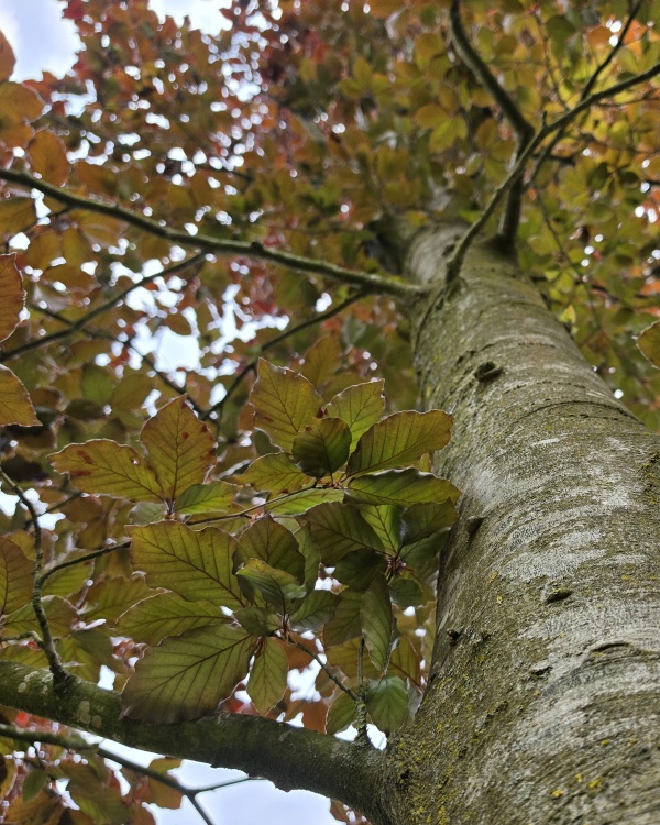 Rote Buche als Solitär