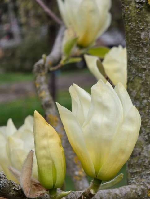 Magnolia 'Yellow River' ook wel Chinese Magnolia genaamd