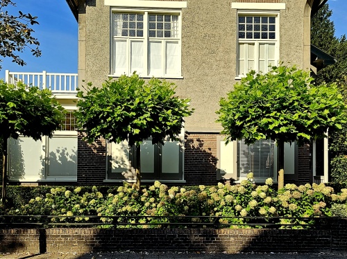 Platanus 'Alphens Globe'