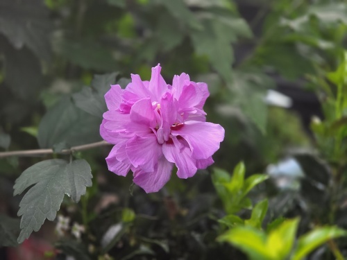 Altheastruik  'Ardens' - Hibiscus syriacus 'Ardens'