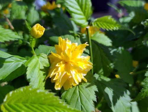 Ranonkelstruik bij inrit van de tuin, een fleurig welkom!