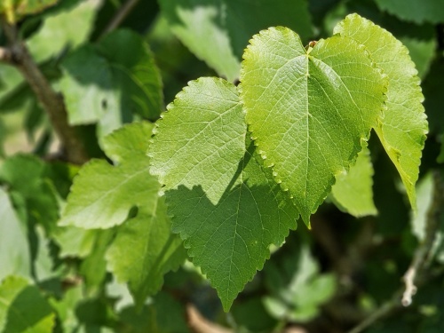 Morus alba, de witte moerbei