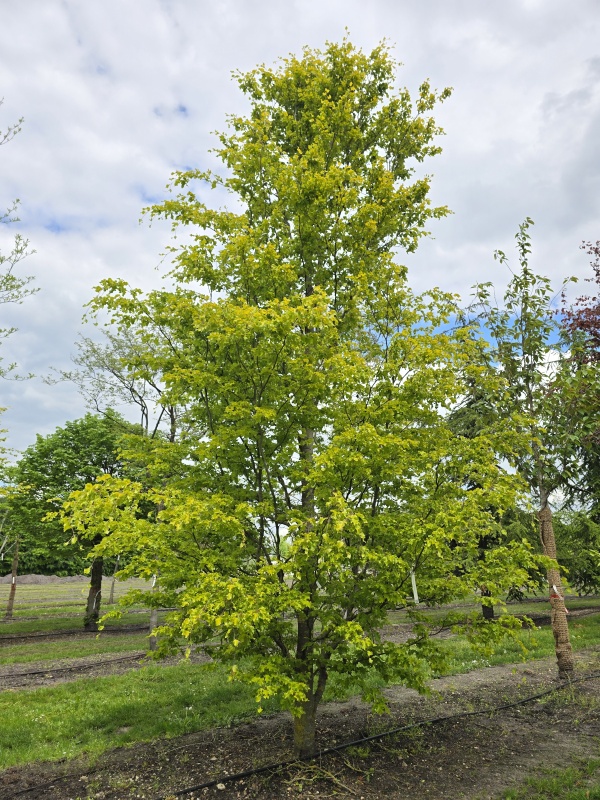 Zuilbeuk