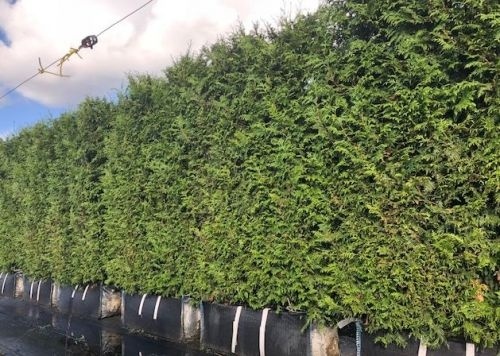 Reuzenlevensboom - Thuja plicata 'Gelderland'