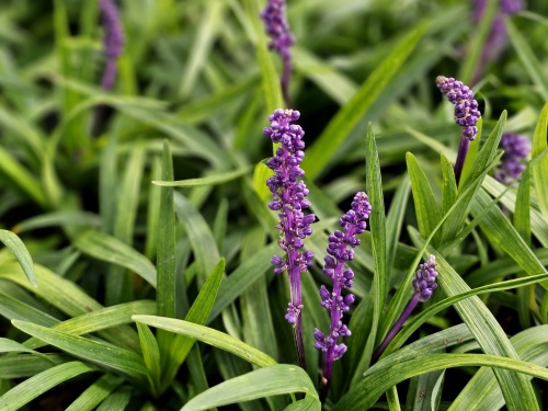 Leliegras 'Moneymaker' bloemen worden gevolgd door bessen