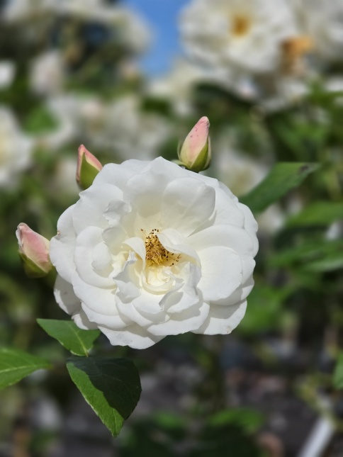Rosa (F) Schneewittchen