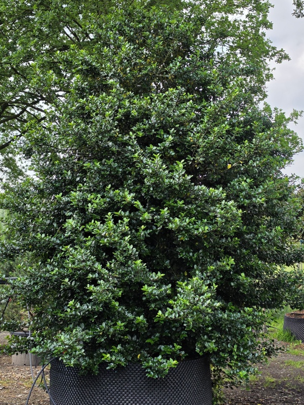 Blauer Ilex als großer Solitär