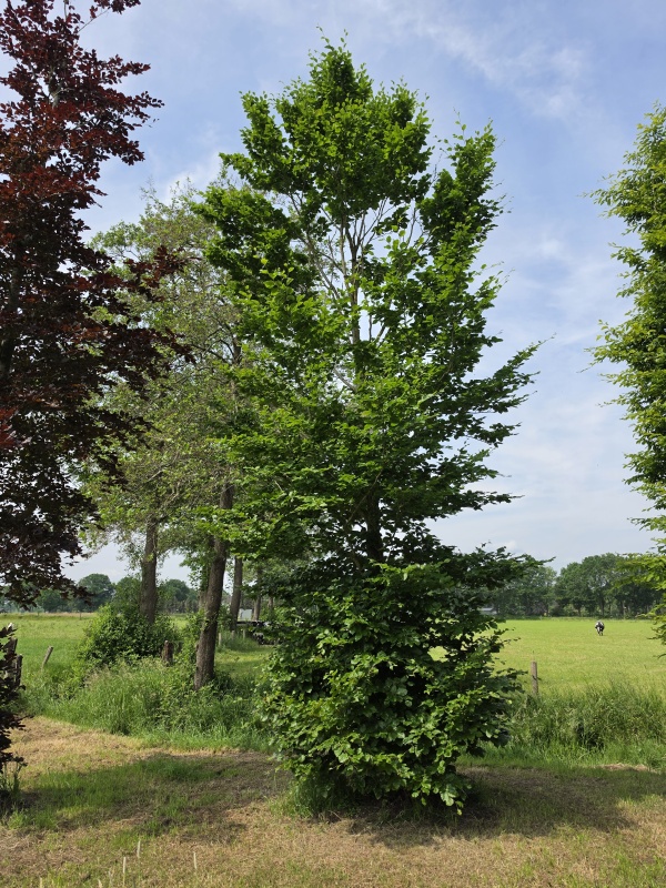 Groene beuk