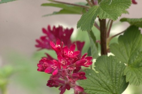 Ribes 'King Edward VII' - vakbeplanting met kleur