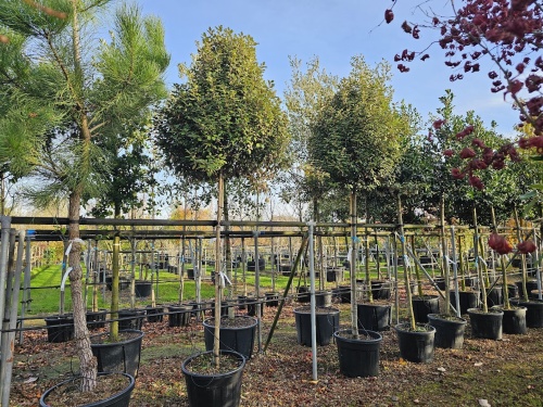 Elaeagnus ebbingei hoogstam op de kwekerij in Apeldoorn juni 2024.