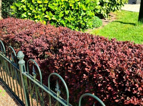 Rode Berberis - Berberis thunbergii 'Atropurpurea'