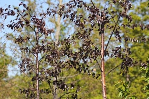 Rode berk, meerstammige bomen leveren wij in verschillende maten