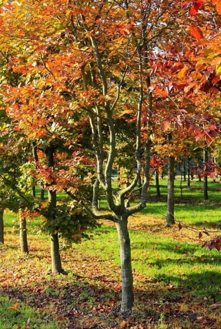 Rode beuk als klimboom - Fagus sylvatica 'Atropunicea'