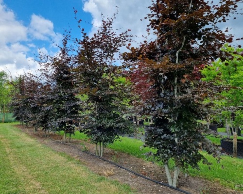 Rode Beuk - Fagus sylvatica 'Atropunicea'
