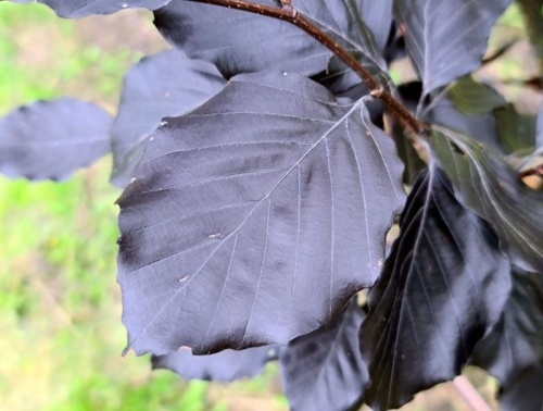 Rode Beuk 'Spaethiana' - Fagus sylvatica 'Spaethiana'