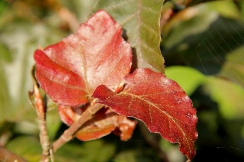 Rode Beuk, tuinbonsai in donkerrood blad