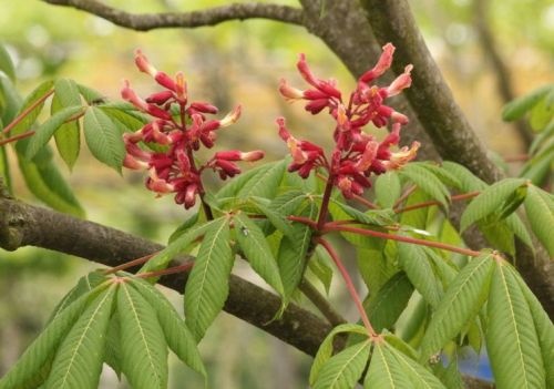 Rode dwerg paardekastanje met bloemen waar omheen geklommen kan worden