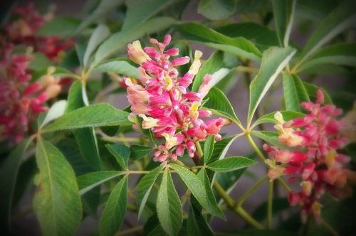 Rode dwergpaardekastanje - Aesculus pavia 'Koehnei'