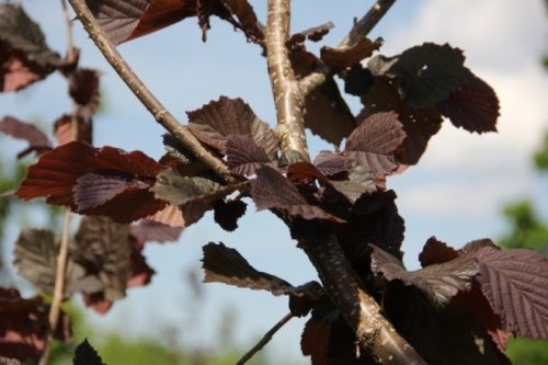 Rode hazelnoot - Corylus avellana 'Rode Zellernoot'