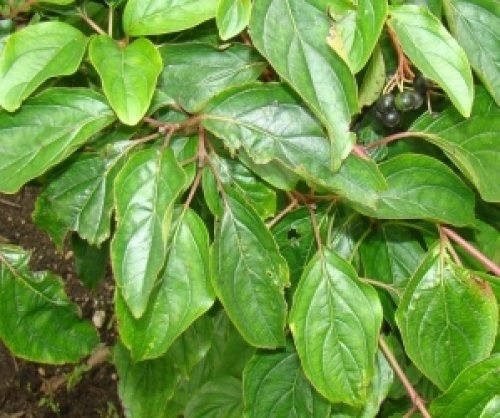 Cornus Sanguinea als solitairstruik in parkje
