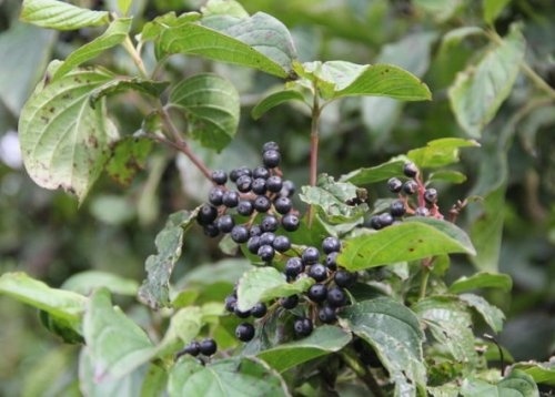 Rode kornoelje Cornus Sanguinea toegepast in een parkomgeving