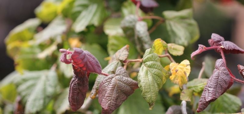 Corylus avellana 'Red Majestic', rode kronkelhazelaar