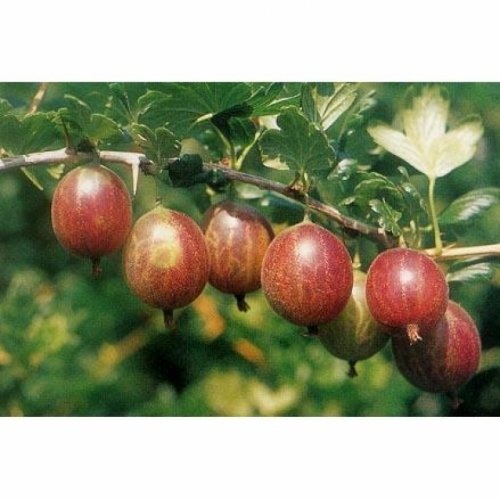 Rode kruisbes 'Achilles' 