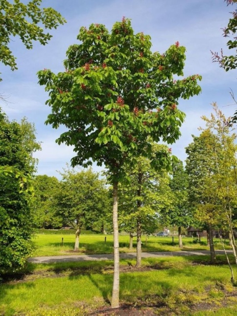 Aesculus pavia 'Atrosanguinea'