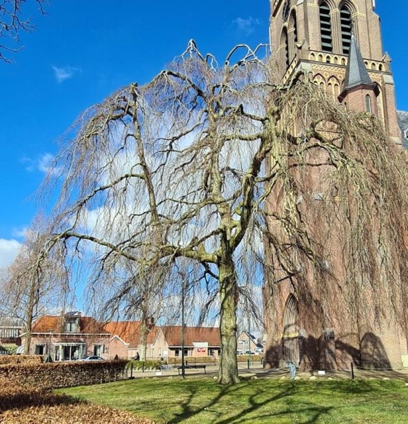 Rode Treurbeuk ‘Purpurea Pendula’ toepassing voor boerderij
