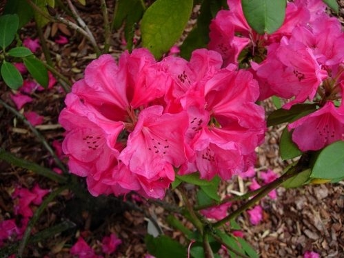Rododendron 'Anna Rose Whitney' is een fraaie bloeier tegen het donkergroene blad