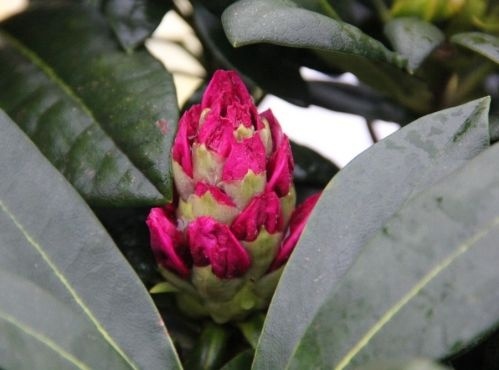 Rododendron 'Blurettia', Rhododendron yakushimanum 'Blurettia' kopen