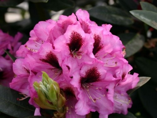 Rododendron 'Kokardia', Rhododendron 'Kokardia' kopen