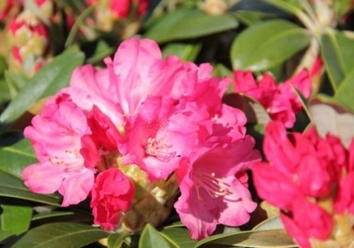 Rododendron 'Morgenrot' met rijkbloeiende takken