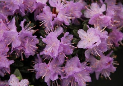 Rododendron 'Ramapo' is een wintergroene heester