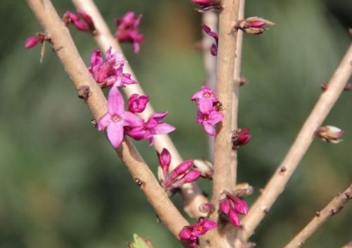 Rood peperboompje - Daphne mezereum 'Rubra'