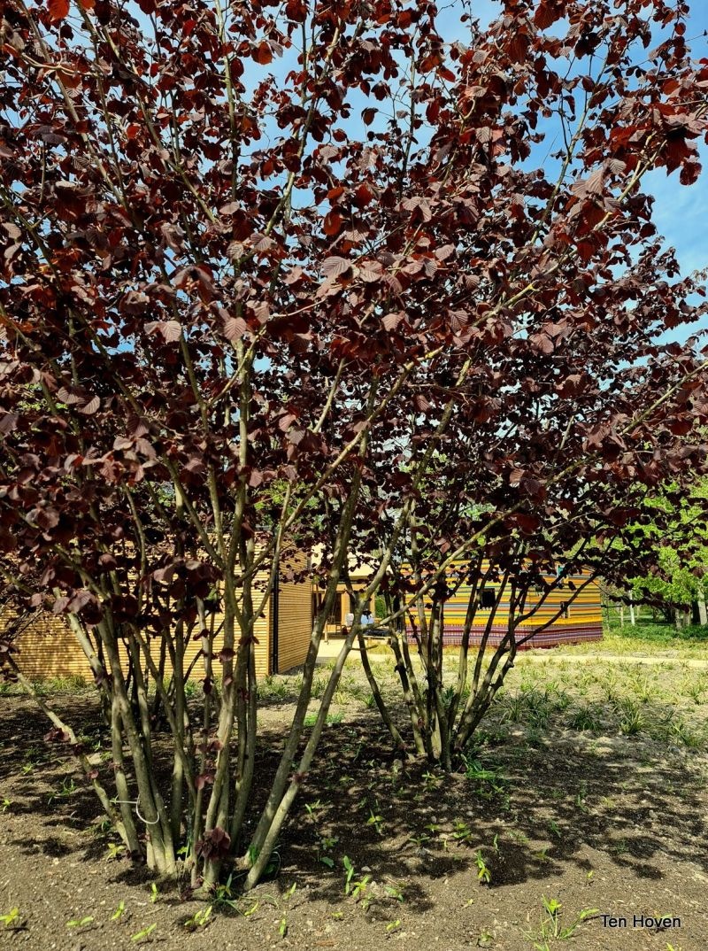 Corylus avellana 'Purpurea'