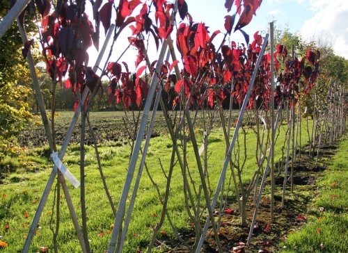 Roodbladige Japanse Sierkers met nieuwe top