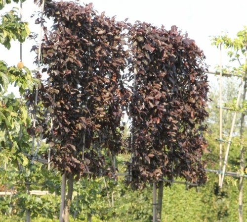 Roodbladige kerspruim - Prunus cerasifera 'Nigra'
