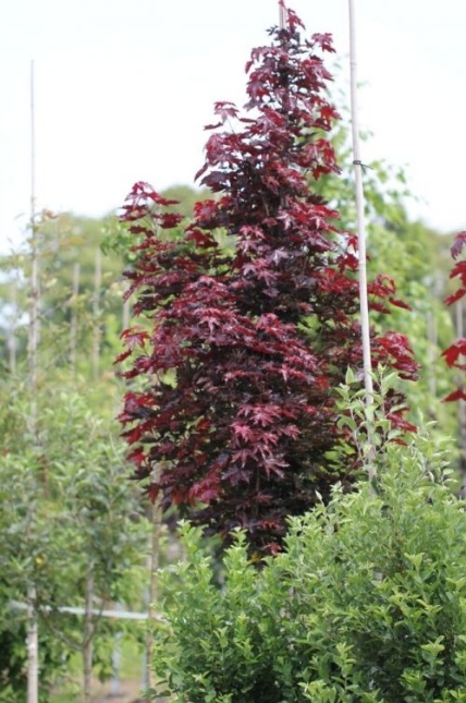Roodbladige Noorse Esdoorn 'Crimson Sentry'