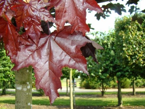 Roodbladige Noorse Esdoorn - Acer platanoides 'Royal Red'