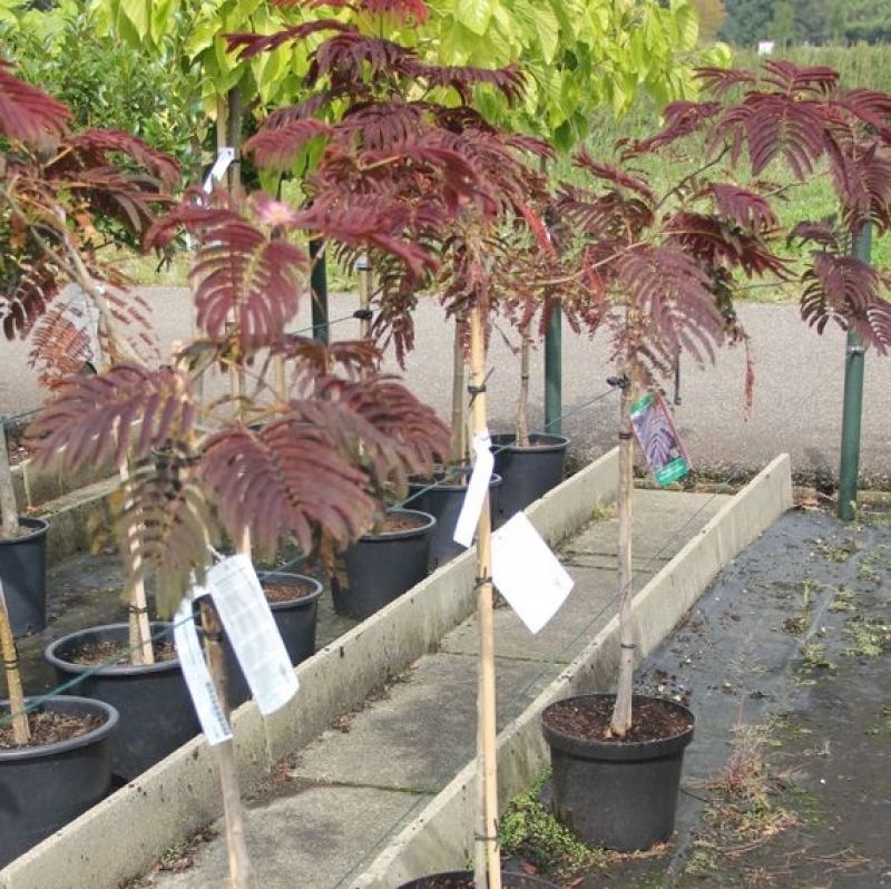 Perzische Slaapboom 'Evey's Pride'