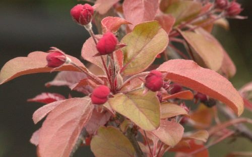 Roodbladige sierappel 'Scarlett'