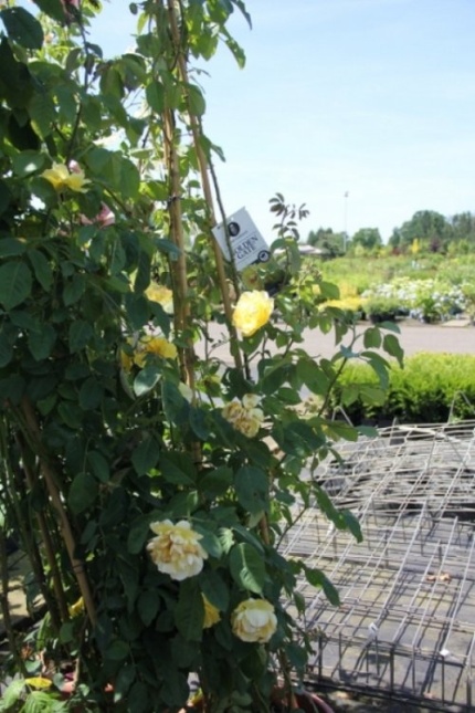 Klimroos 'Golden Gate' - Rosa 'Golden Gate'