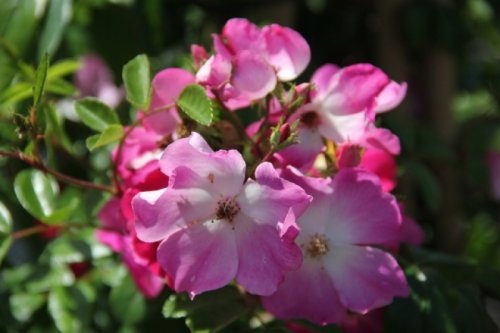 Roos 'Rosenreigen' - Rosa 'Rosenreigen'